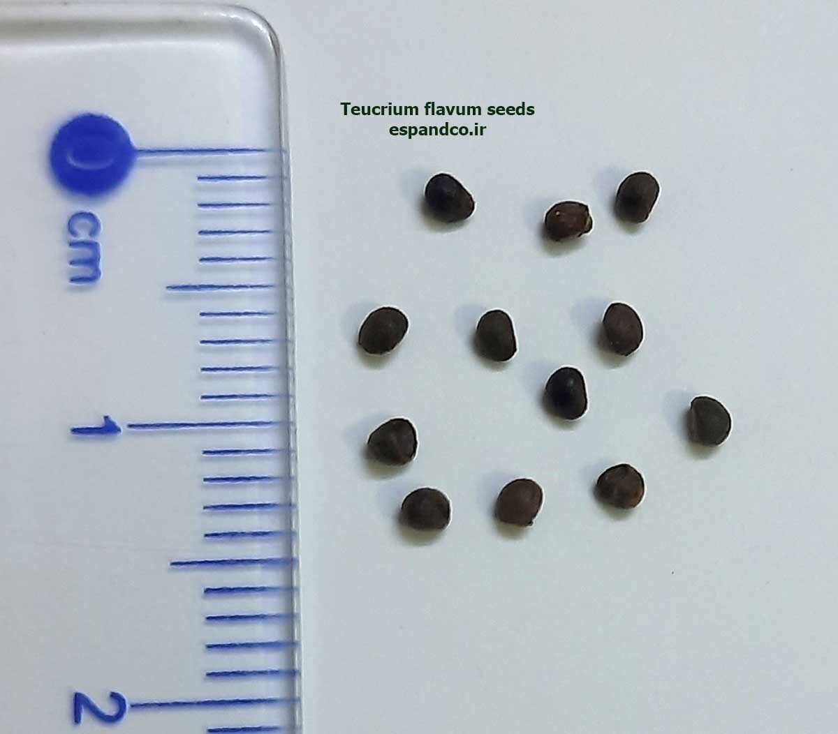  Teucrium flavum seeds 